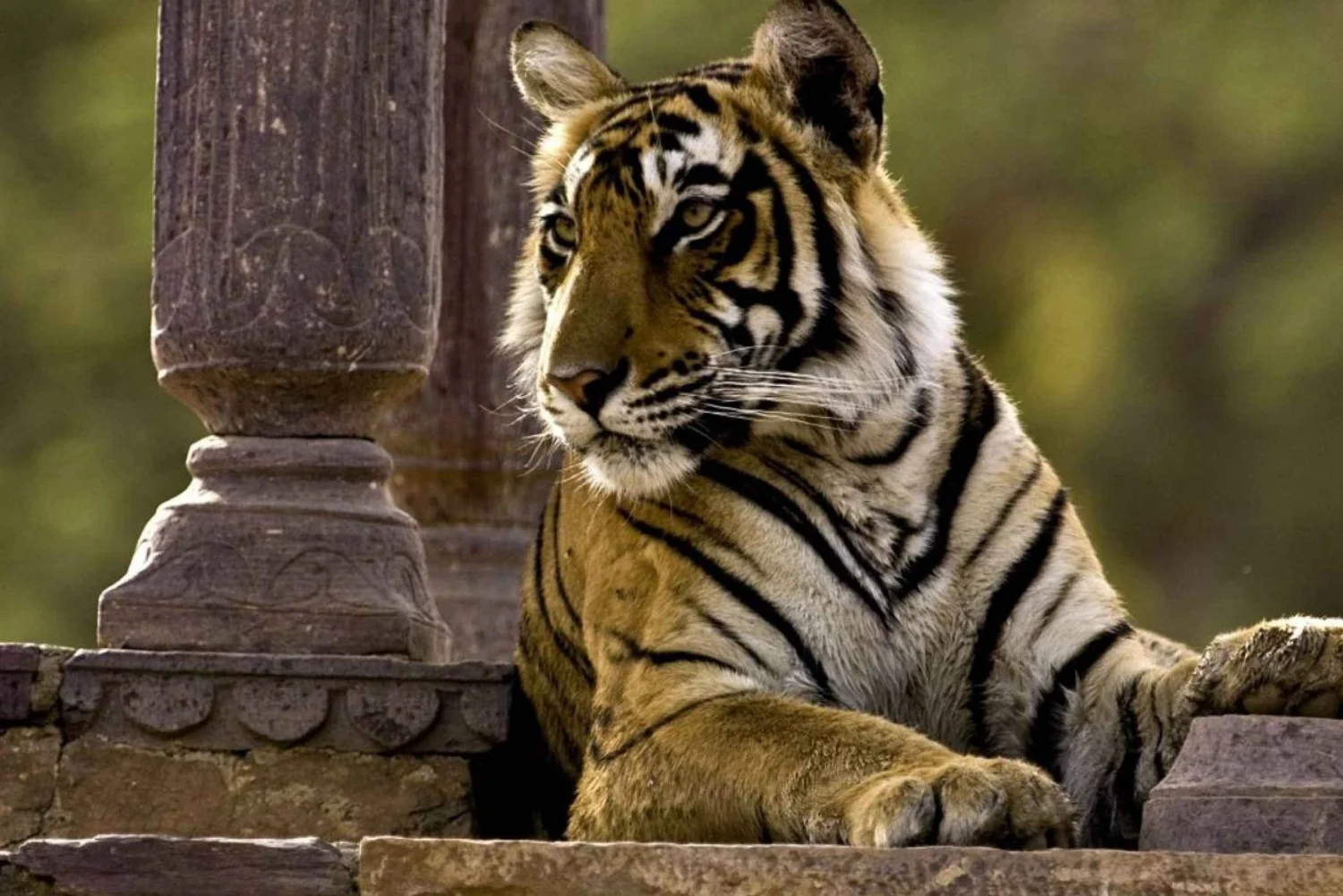 Delhi, Agra, Ranthambhore, Jaipur