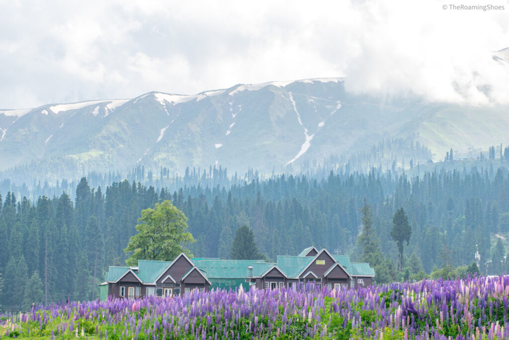 Gulmarg-Meadow Of Flower